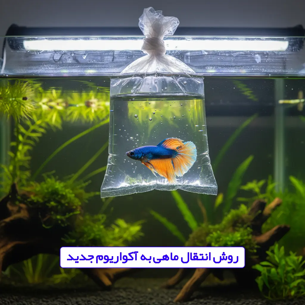 روش انتقال ماهی به آکواریوم جدید